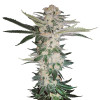 New York Diesel SOLDES