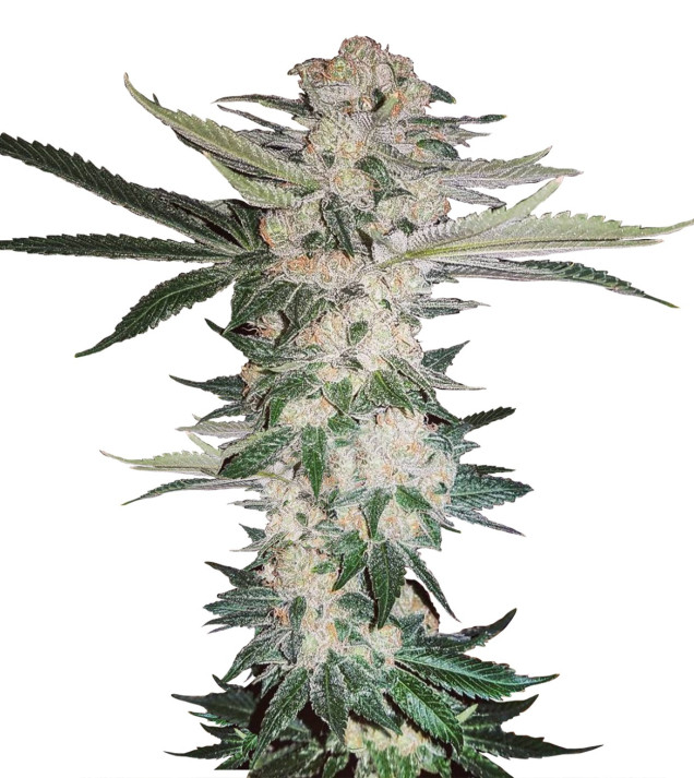 New York Diesel SOLDES