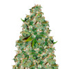 OG Kush SOLDES