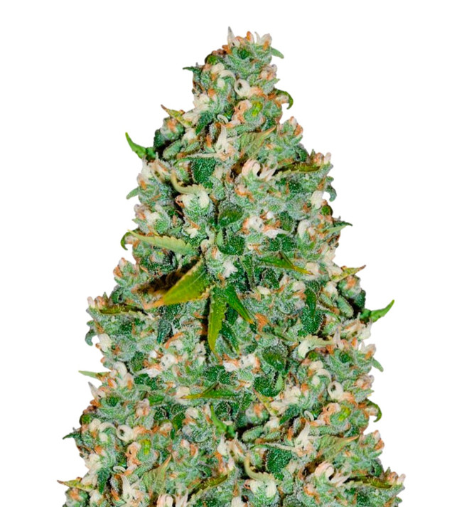 OG Kush SOLDES