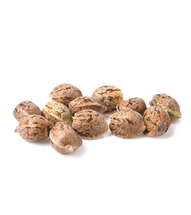 OG Kush SOLDES