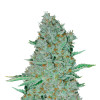 Sweet Tooth Auto SOLDES