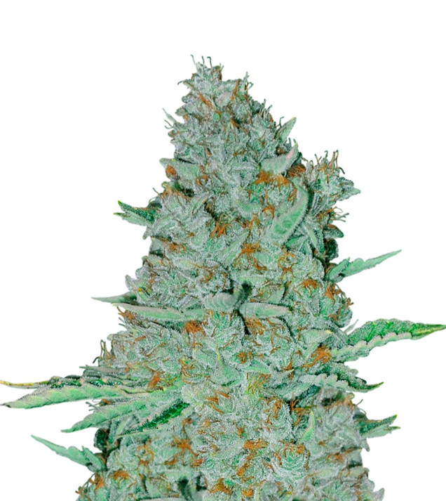 Sweet Tooth Auto SOLDES