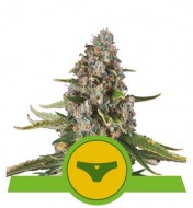 Sherbet Queen Automatic SOLDES