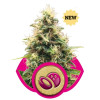 Somango XL SOLDES