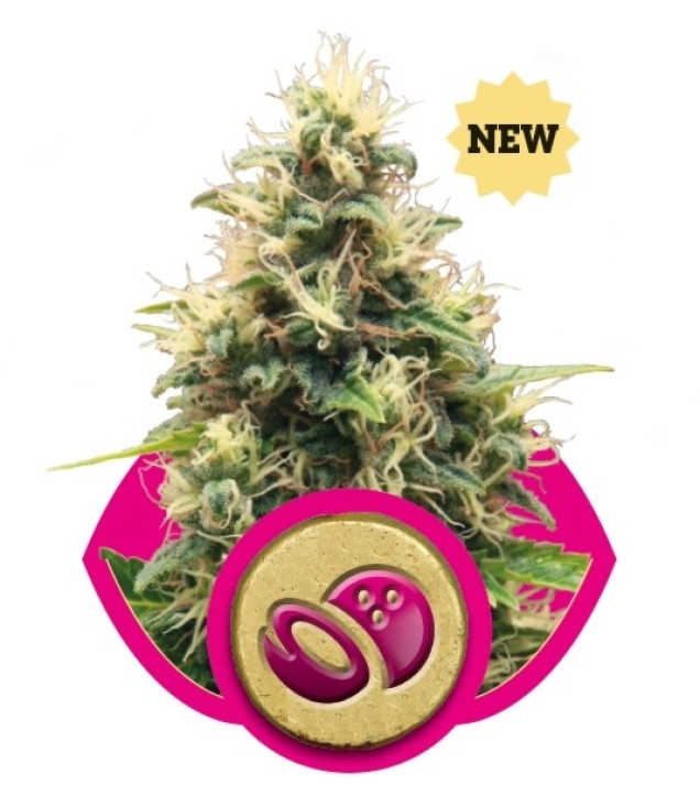 Somango XL SOLDES