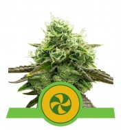 Sweet ZZ Auto SOLDES