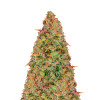 Zkittle Auto SOLDES