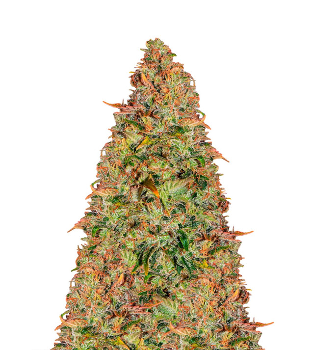 Zkittle Auto SOLDES