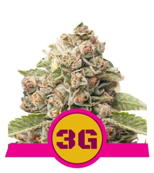 Triple G SOLDES