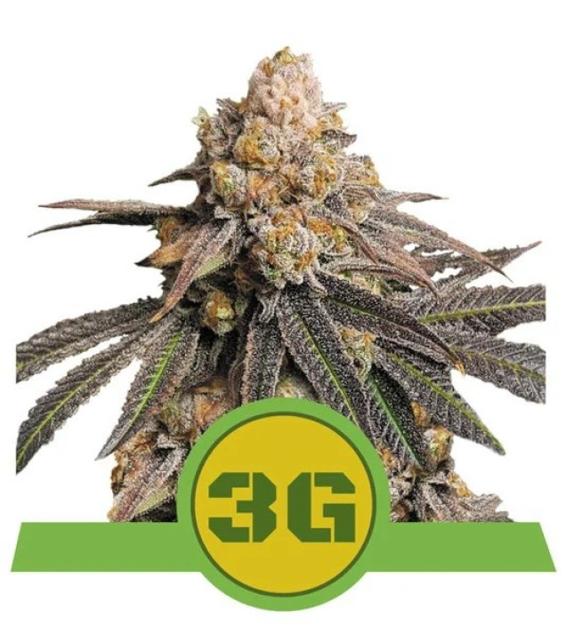 Triple G Auto SOLDES