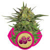Haze Berry SOLDES