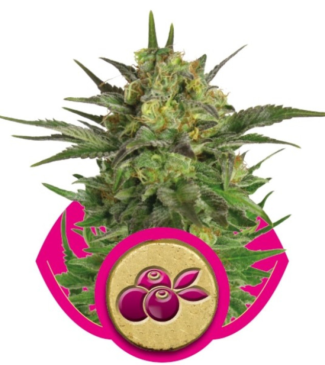 Haze Berry SOLDES