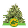 Haze Berry Auto SOLDES