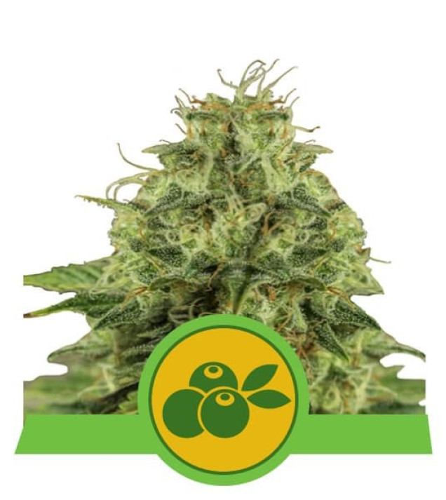 Haze Berry Auto SOLDES