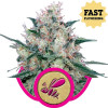 Honey Cream Fast Flowering SOLDES