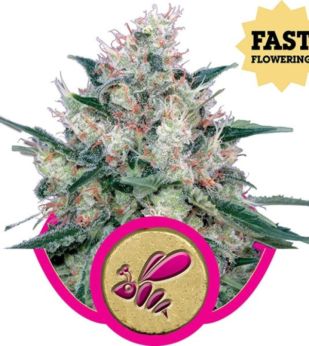 Honey Cream Fast Flowering SOLDES