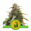 Hulkberry Auto SOLDES