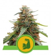 Hulkberry Auto SOLDES