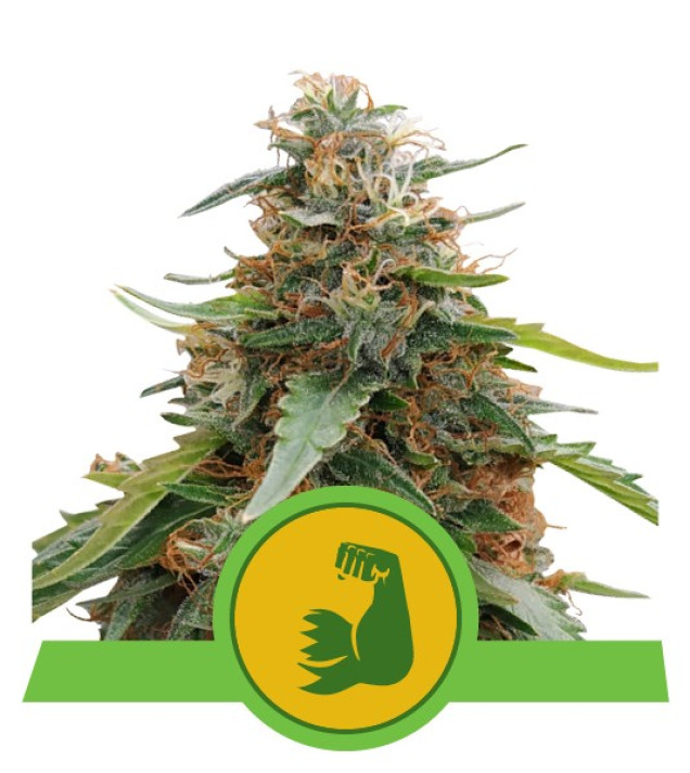 Hulkberry Auto SOLDES