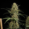 Hulkberry Auto SOLDES