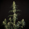 Hulkberry Auto SOLDES