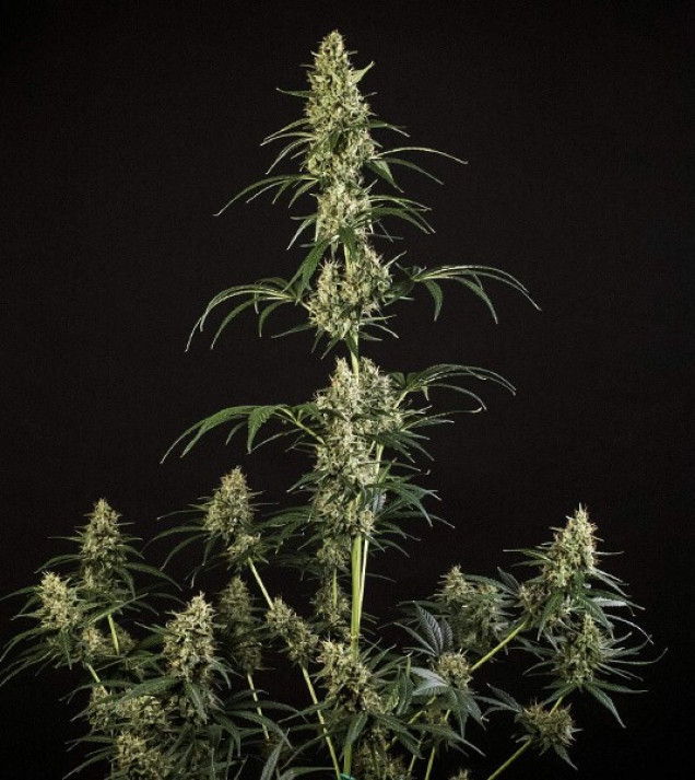 Hulkberry Auto SOLDES