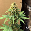 Hulkberry Auto SOLDES