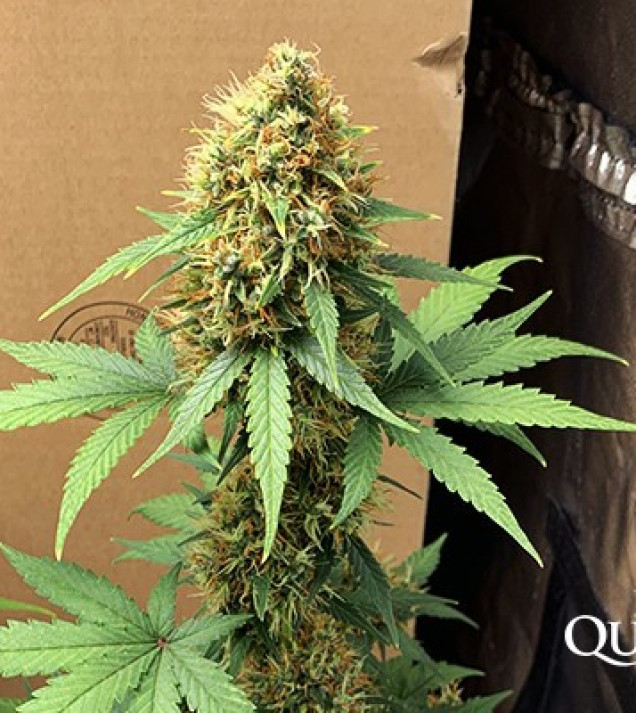 Hulkberry Auto SOLDES
