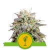 Mimosa Automatic SOLDES