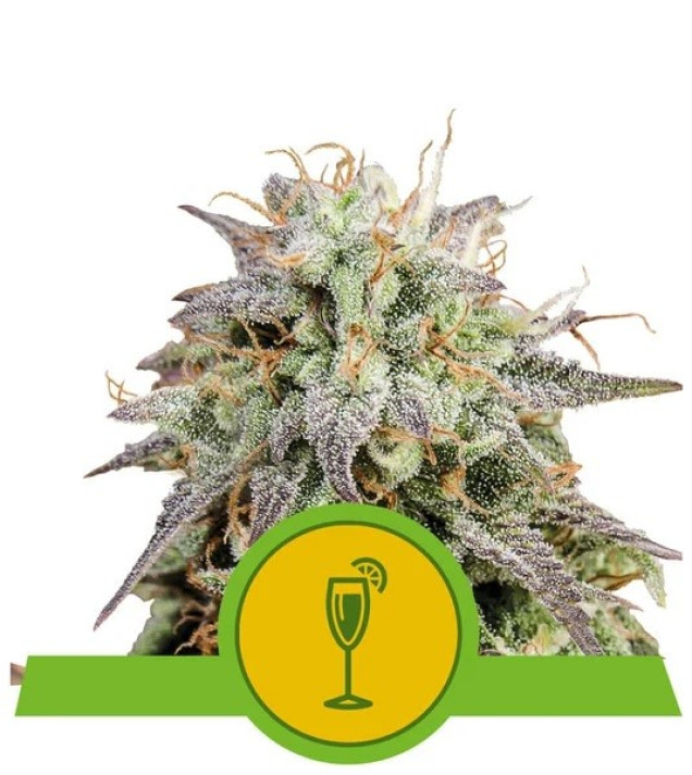 Mimosa Automatic SOLDES
