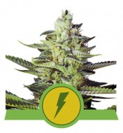 North Thunderfuck Auto SOLDES