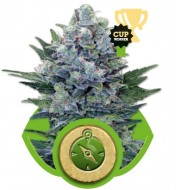 Northern Light Automatic SOLDES