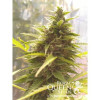 Northern Light Automatic SOLDES