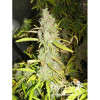Northern Light Automatic SOLDES