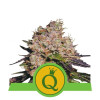 Purple Queen Auto SOLDES