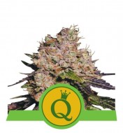 Purple Queen Auto SOLDES