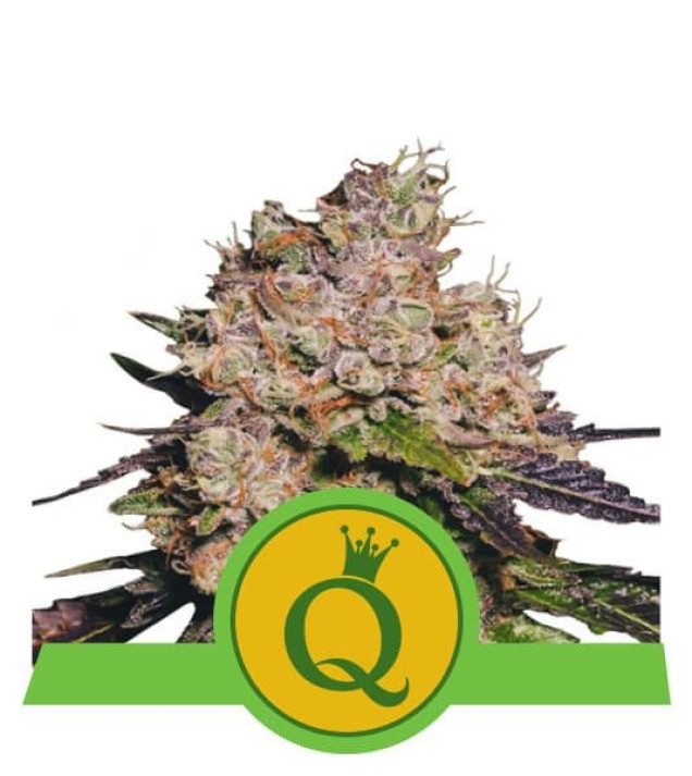 Purple Queen Auto SOLDES