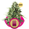 Royal AK SOLDES