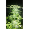 Royal Ak Automatic SOLDES