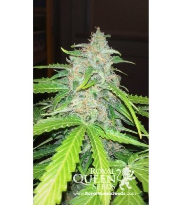 Royal Ak Automatic SOLDES