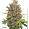 Auto Glueberry O.G. SOLDES