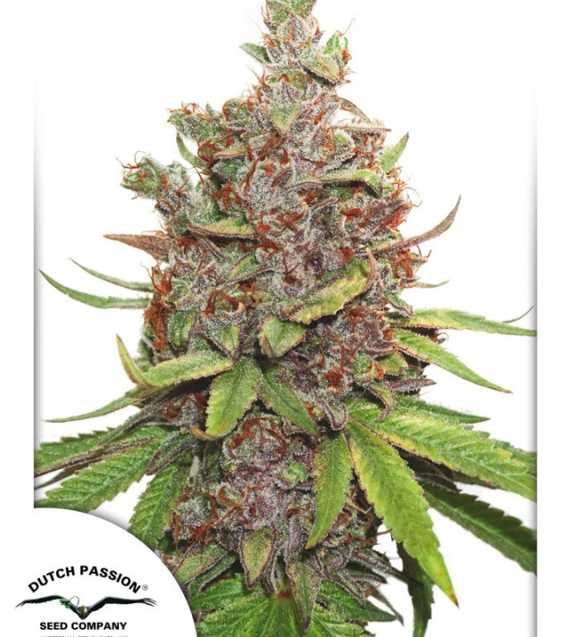 Auto Glueberry O.G. SOLDES