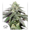 Auto Skywalker Haze SOLDES