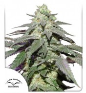 Auto Skywalker Haze SOLDES