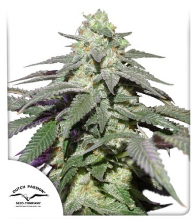 Auto Skywalker Haze SOLDES