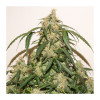 Auto Skywalker Haze SOLDES