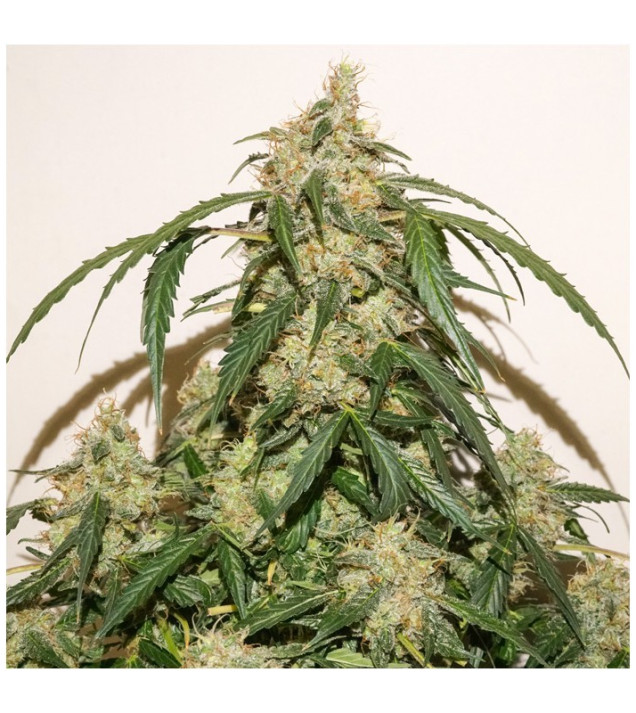 Auto Skywalker Haze SOLDES