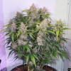 Auto Skywalker Haze SOLDES