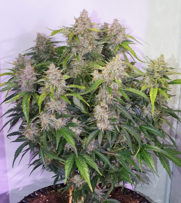 Auto Skywalker Haze SOLDES